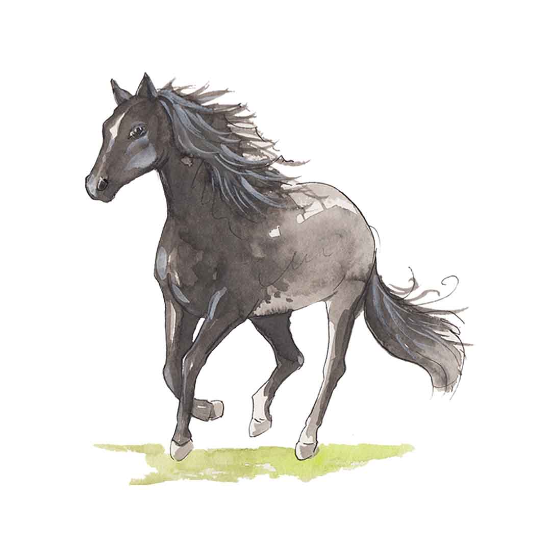 Pferd schwarz