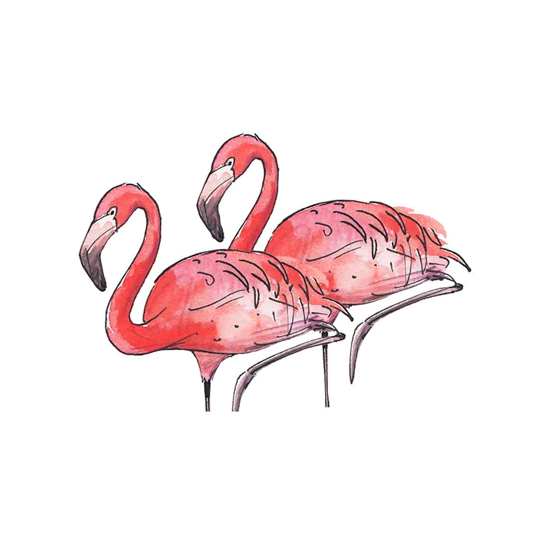 Flamingos